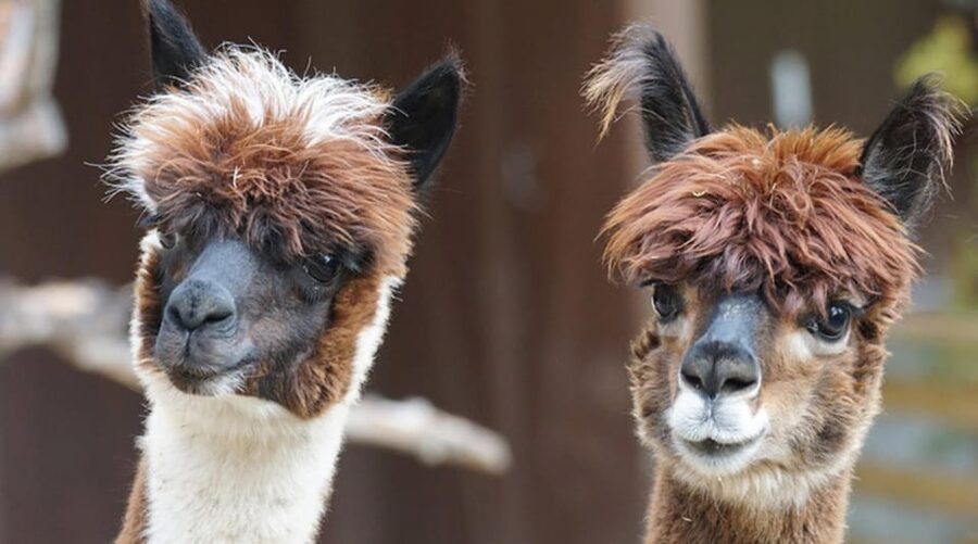Helsinki: Alpaca Farm Tour with Guided Walk (private) - Why an Alpaca Farm Tour in Helsinki Feels Like a Reset