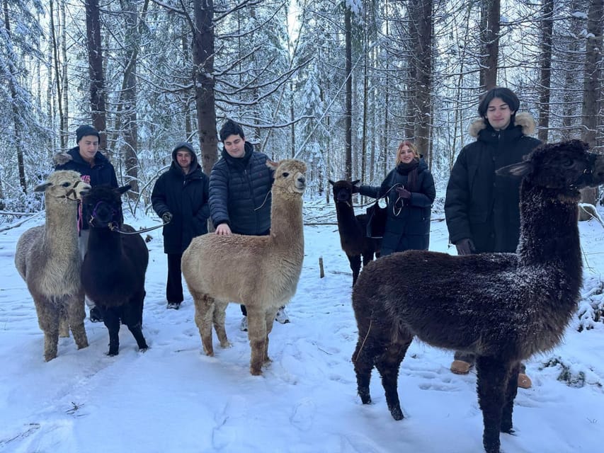 Helsinki: Alpaca Farm Tour with Guided Walk (private) - Getting There: Private Pickup and Round-Trip Transport