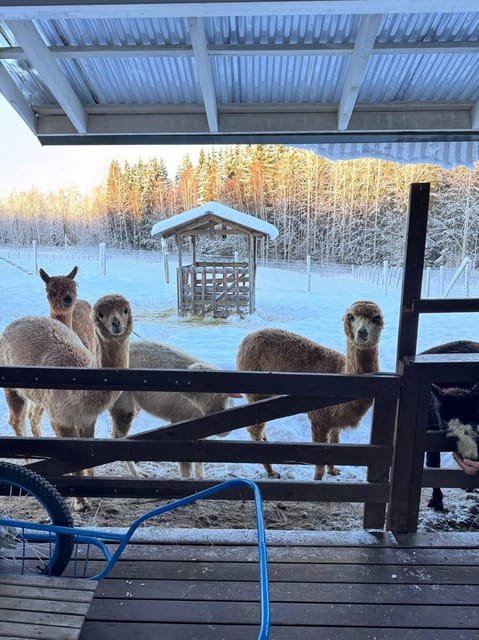 Helsinki: Alpaca Farm Tour with Guided Walk (private) - What to Bring (and What Can Spoil the Mood)