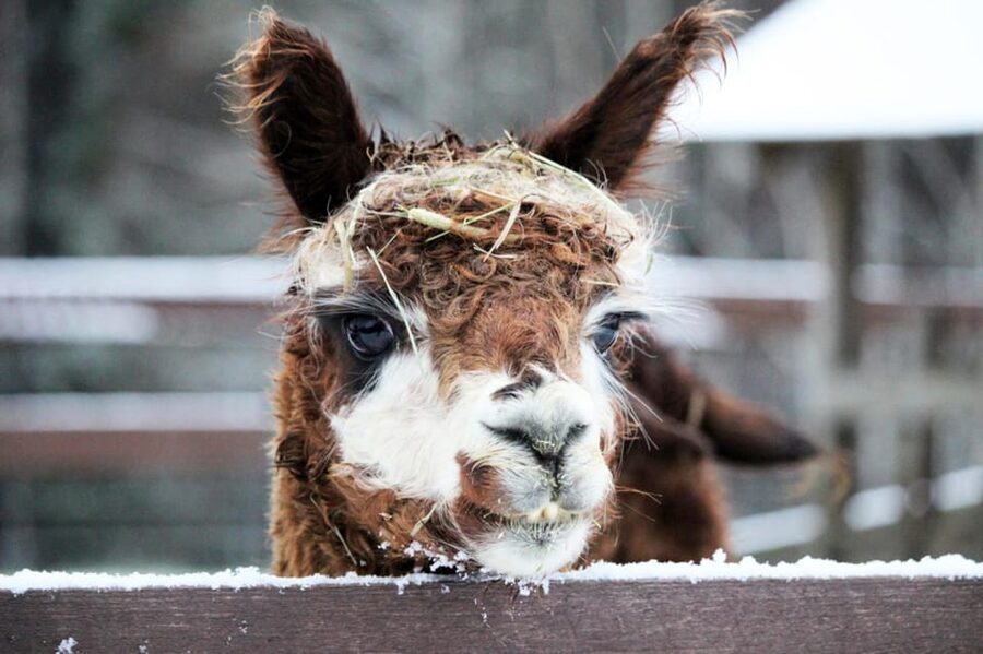 Helsinki: Alpaca Farm Tour with Guided Walk (private) - Who This Alpaca Experience Suits Best (and Who Should Skip It)
