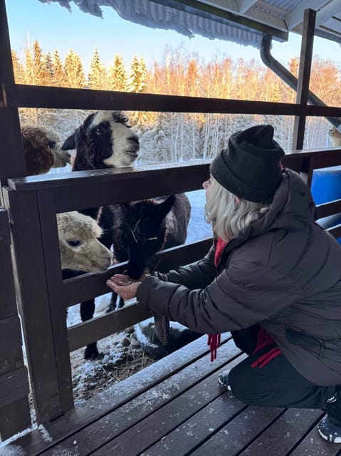Helsinki: Alpaca Farm Tour with Guided Walk (private) - How to Make the Most of Your Photos and Your Calm