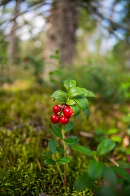 Helsinki: Nuuksio National park hiking with campfire lunch - Who should book this Nuuksio hike