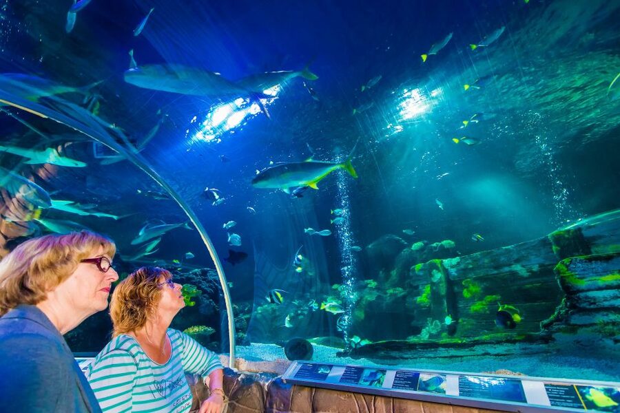 Helsinki: Sea Life Entrance Tickets - Sea Life Helsinki, right by Linnanmäki and easy to build into your day