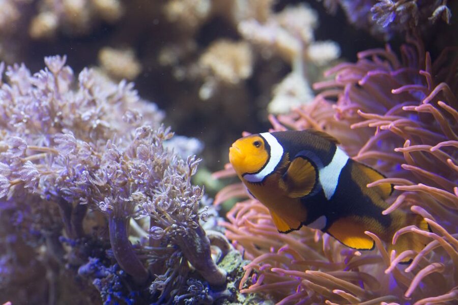 Helsinki: Sea Life Entrance Tickets - Walking under the ocean tank, schools of fish in your line of sight
