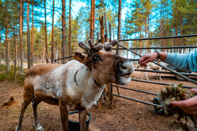 Highlights of Rovaniemi Day Tour - Summer - Quick hits you will remember from this Rovaniemi day