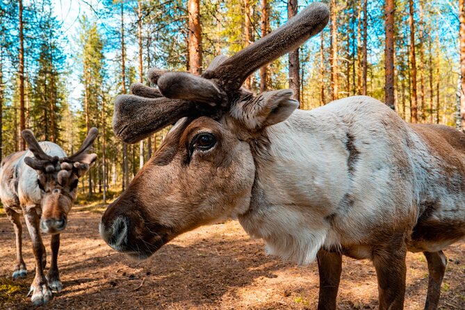 Highlights of Rovaniemi Day Tour - Summer - Why This Rovaniemi Summer Highlights Tour Works In One Morning