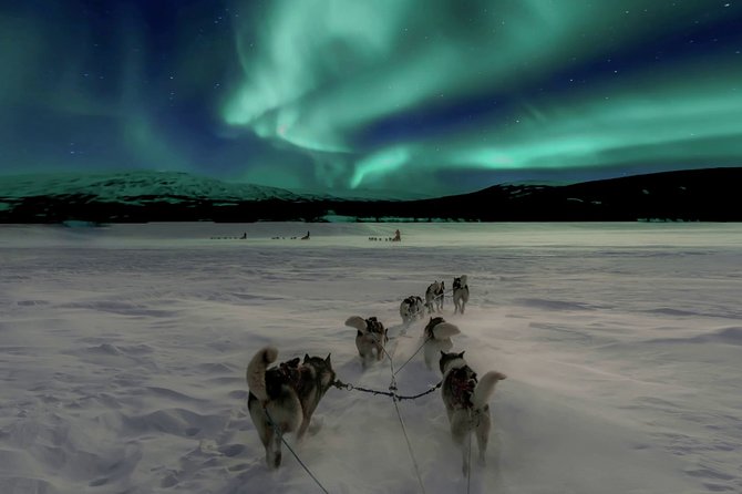 Hunting Northern Lights with Husky - Rovaniemi at night, huskies first then the sky