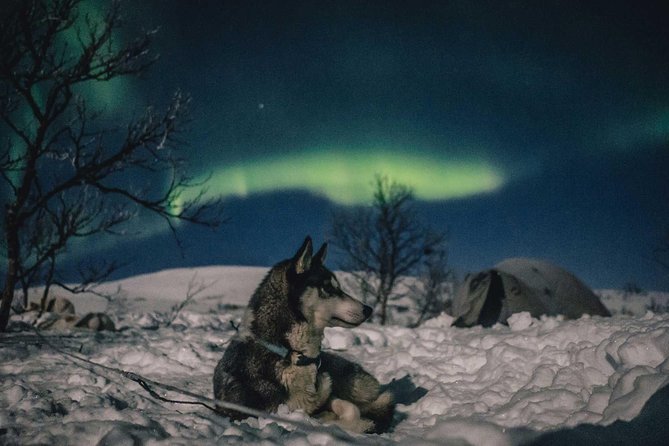 Hunting Northern Lights with Husky - Price and value for a $275.90 per person evening