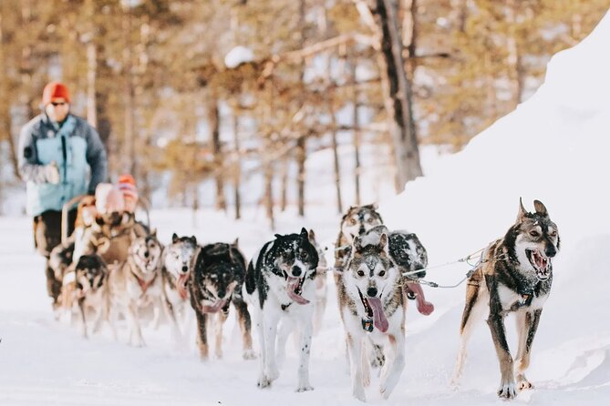 Husky Adventure 10km - Key things to know before you go
