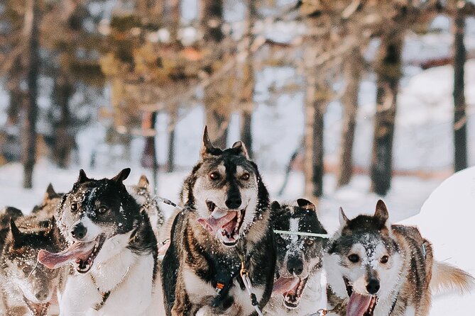 Husky Adventure 10km - The mushing lesson: how guides help you feel safe fast