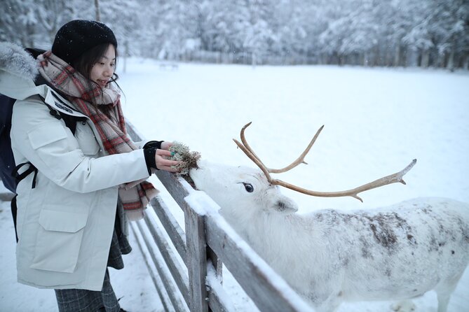 Husky and Reindeer farms visit with sleigh rides - Key highlights to know before you go