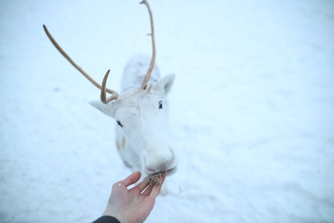 Husky and Reindeer farms visit with sleigh rides - Husky park: learning routines and riding with sled dogs