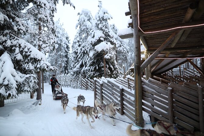 Husky and Reindeer farms visit with sleigh rides - Reindeer farm: feeding, a short sled ride, and the driving license