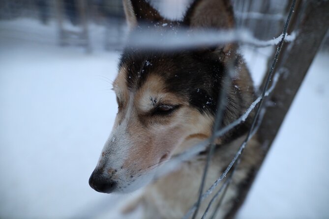 Husky and Reindeer farms visit with sleigh rides - Sleigh ride reality: snow timing and the wheeled option