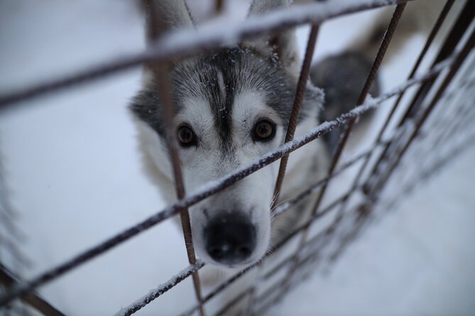 Husky and Reindeer farms visit with sleigh rides - Timing, hot drinks, and how the morning flows