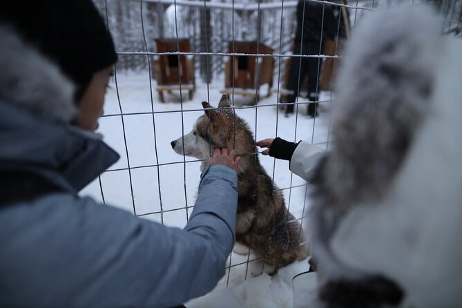 Husky and Reindeer farms visit with sleigh rides - Price and value: is $216.56 worth it?