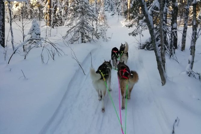 Husky safari - Key things to know before you go