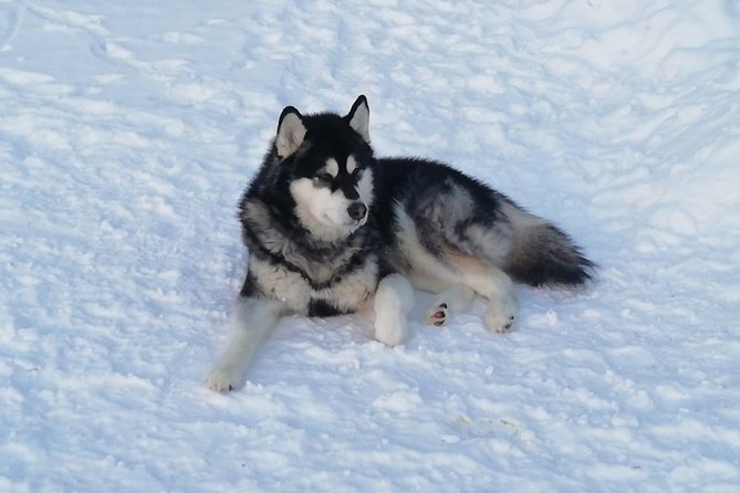 Husky safari - Where You Start: Honkamaantie 32 and the 10:00 am Rule