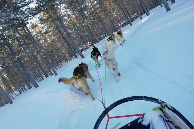 Husky safari - Price and Value: What You’re Paying For at $139.38