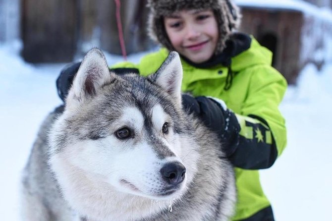 Husky Safari from Levi 2 KM or 5 KM with Husky Sledge Ride - Why This Levi Husky Safari Fits Winter Schedules