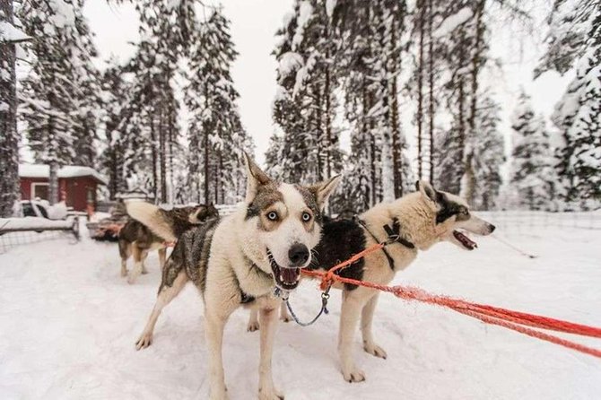 Husky Safari from Levi 2 KM or 5 KM with Husky Sledge Ride - Husky Farm Time: The Part Dog Lovers Notice Most