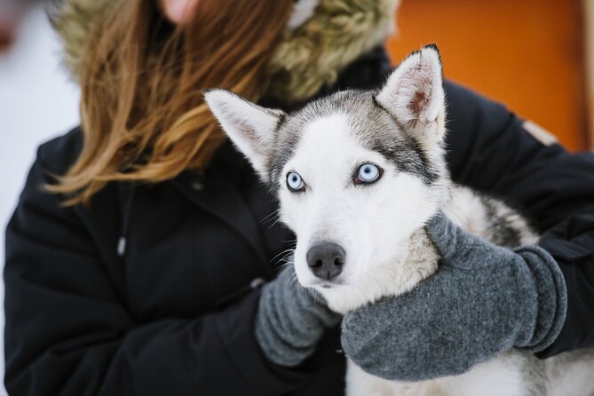 Husky Safari from Levi 2 KM or 5 KM with Husky Sledge Ride - What to Wear in Levi So the Cold Does Not Steal Your Fun