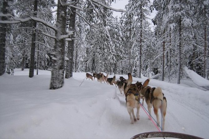 Husky Safari from Levi 2 KM or 5 KM with Husky Sledge Ride - Safety and Dog Behavior: What to Expect and How to Stay Calm