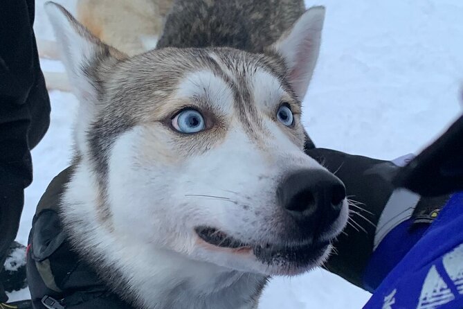 Husky Safari from Levi 2 KM or 5 KM with Husky Sledge Ride - Price and What You Actually Get for $202.84