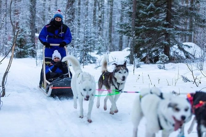 Husky safari - Your Time on the Sled: Driver vs Passenger (and Why It Matters)