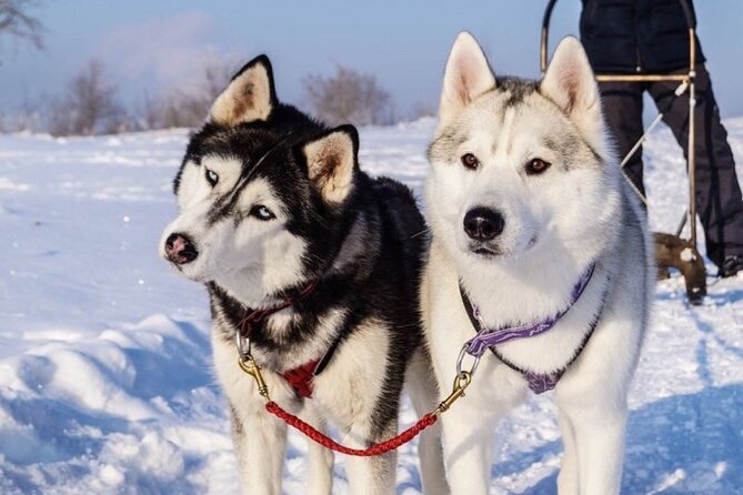 Husky Sledding Ride in Levi 5 KM - Key Things I’d Focus on Before You Go