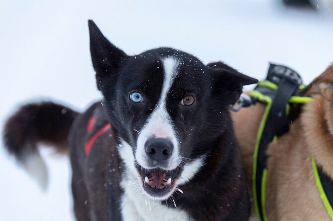 Husky Sledding Ride in Levi 5 KM - Getting From Burger King Levi to the Real Husky Base (About a 10 KM Ride Out of Town)