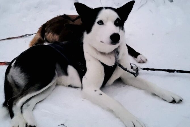 Husky Sledding Ride in Levi 5 KM - The 5 KM Route Through Frozen Water and Snowy Pines