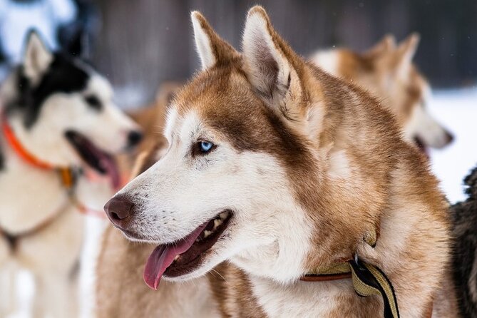 Husky Sledding Ride in Levi 5 KM - Animal Care and the No-Kill Policy: What It Means for Your Experience