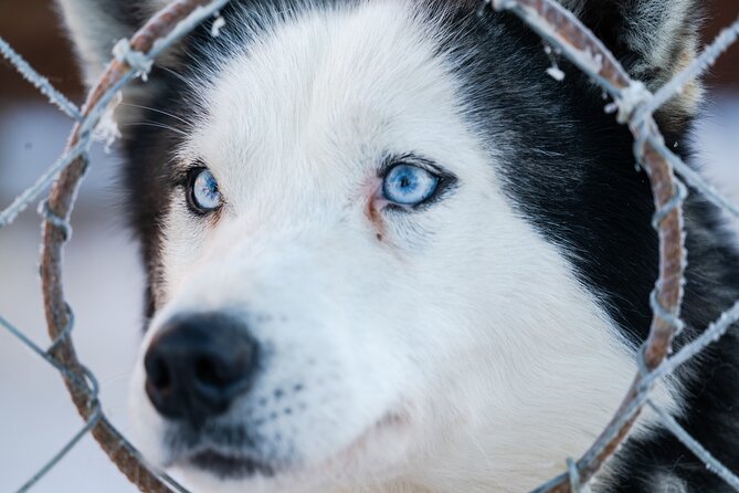 Husky Sledding Ride in Levi 5 KM - Price and Value: Is $203.50 a Good Deal for a 2-Hour Tour?