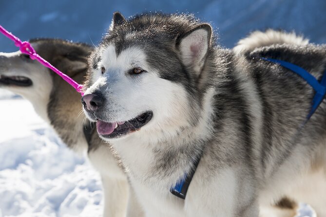 Husky Sledding Ride in Levi 5 KM - What to Wear, Physical Fitness, and Allergy Notes (So You Stay Comfortable)