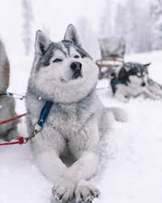 Husky Soul Journey: From Farm Life to Sledding Adventure - Key things that make this husky journey worth your time