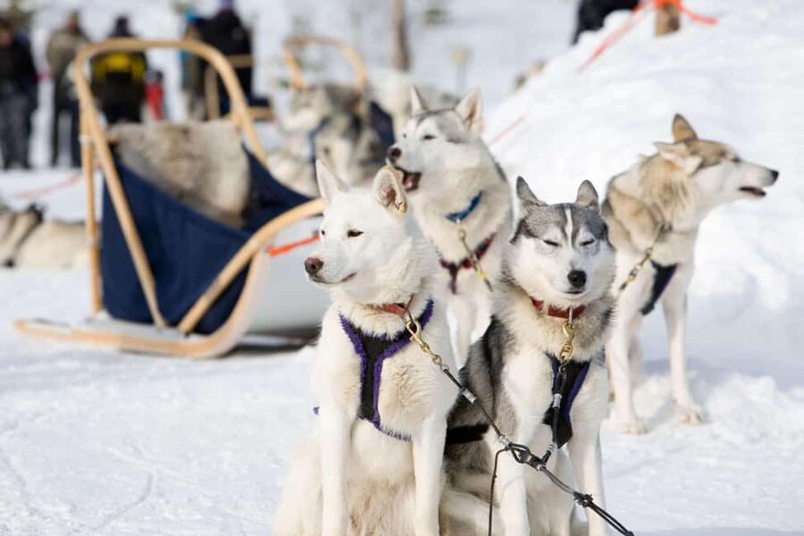 Husky Soul Journey: From Farm Life to Sledding Adventure - Arctic storytelling session: where the tour gains meaning