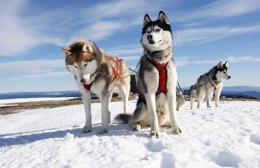 Husky Soul Journey: From Farm Life to Sledding Adventure - Husky farm visit: learning names, roles, and daily life