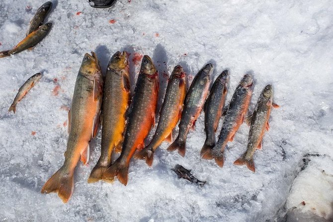Ice Fishing and Husky - A smart half-day Lapland plan from Rovaniemi