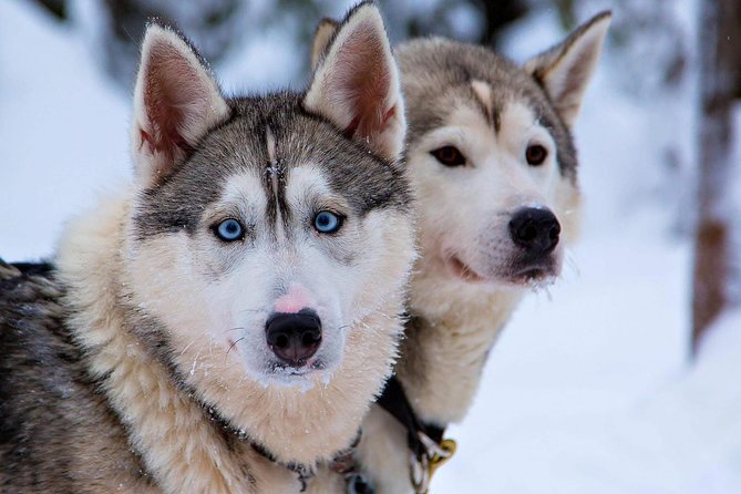 Ice Fishing and Husky - What’s included, and why it changes your packing list