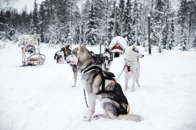 Ice Fishing and Husky - Price check: is $312.41 for 4.5 hours good value?