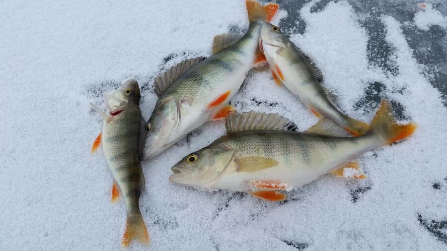 Ice-Fishing by Foot on Lake Ylläsjärvi - Key Highlights You Should Care About