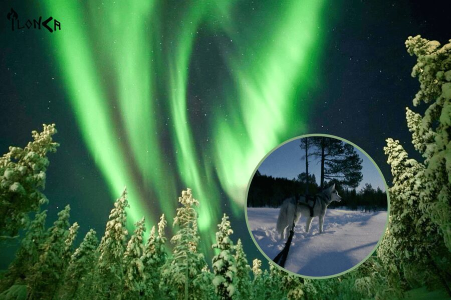 Ivalo: Aurora Hunting with Huskies - Head torches on, then off: how the sky-watching really works