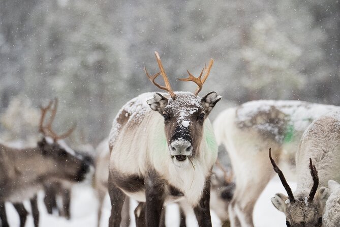 Ivalo: Aurora Hunting with Reindeer - Where You Start: Inari Pickup, 8 pm Start, and a 2-Hour Evening