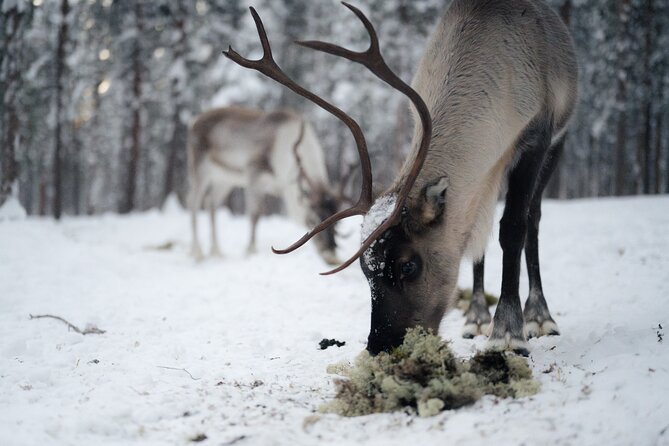Ivalo: Aurora Hunting with Reindeer - Price and Logistics: Pickup Value, Small Groups, and What $144.19 Buys