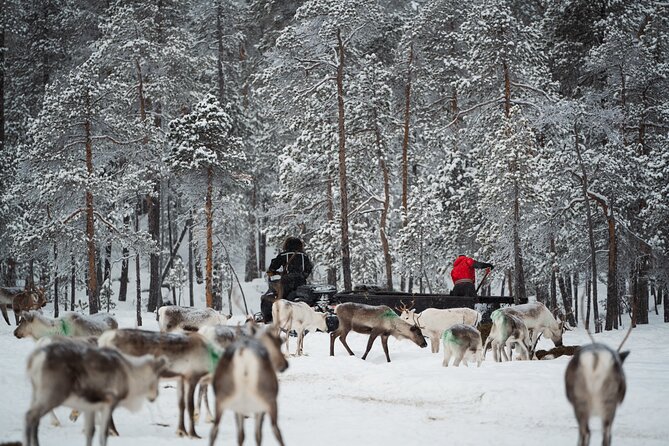 Ivalo: Reindeer herd and fishing experience - A real herder day in Ivalo, not a show