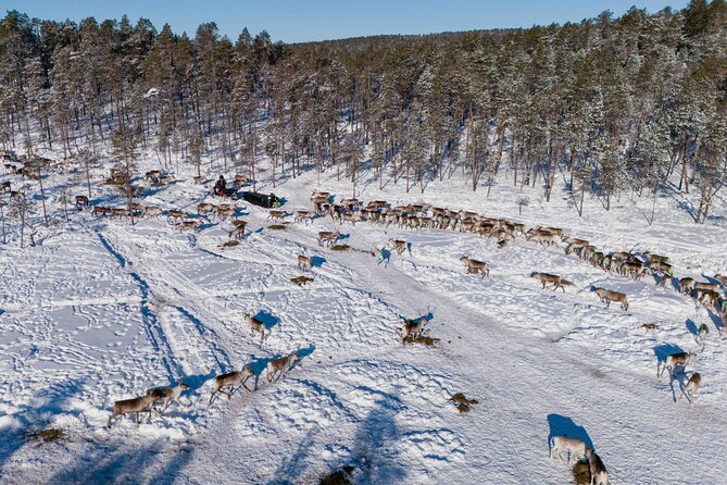 Ivalo: Reindeer herd and fishing experience - Traditional fishing on the frozen lake, and what to expect