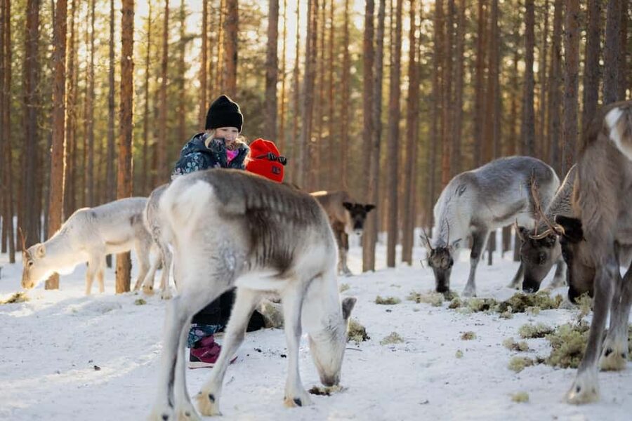 Ivalo: Reindeer Visit - Meet & Feed Reindeer - Key Things You Should Know Before You Go