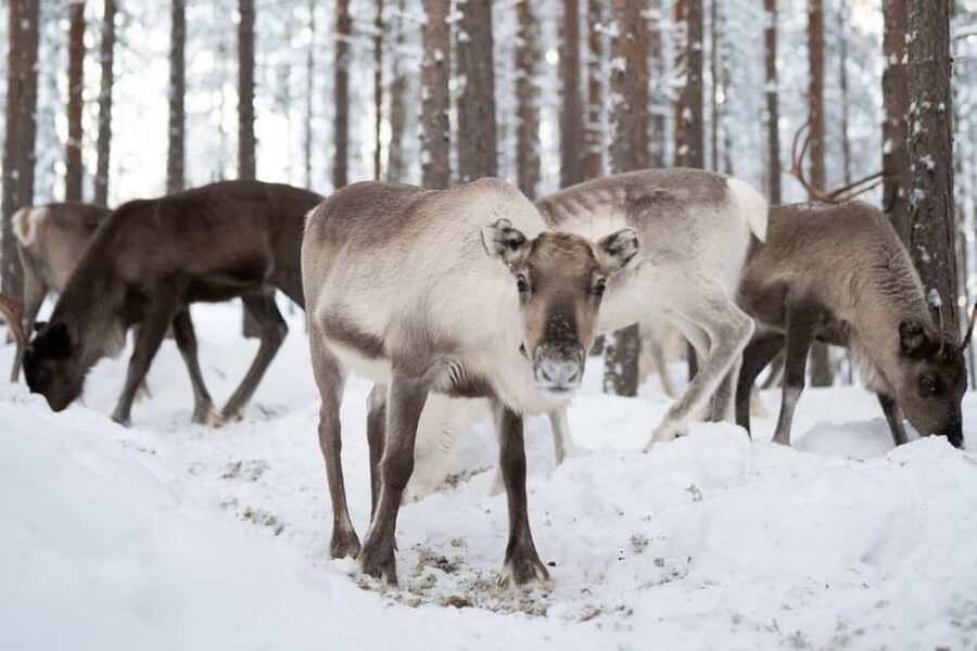 Ivalo: Reindeer Visit - Meet & Feed Reindeer - Why This Ivalo Reindeer Feeding Feels Local and Practical