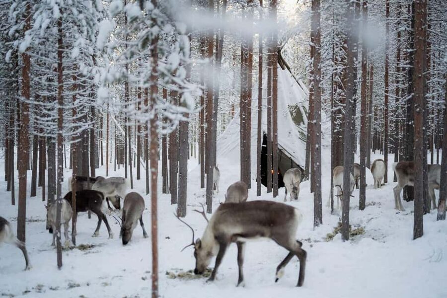 Ivalo: Reindeer Visit - Meet & Feed Reindeer - Feeding Reindeer What You Actually Do (and How to Stay Respectful)